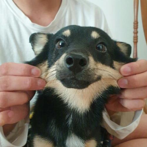 경상남도 사천 임시보호 중 유기견  입양자 찾습니다