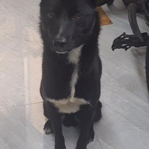 안산,시흥,화성에서 블랙 진돗개 지우를 찾습니다.