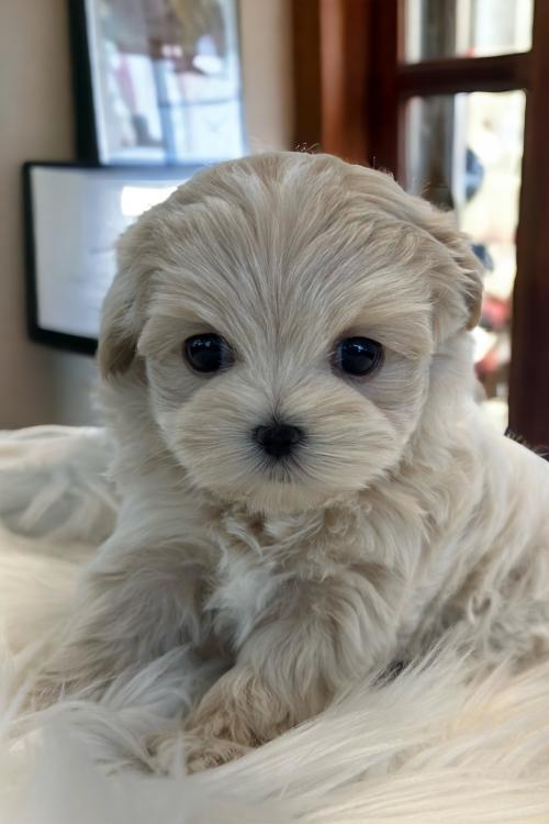 2개월 말티푸 분양드립니다