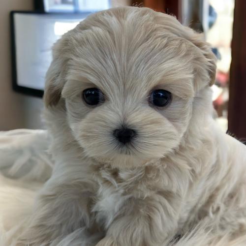 2개월 말티푸 분양드립니다