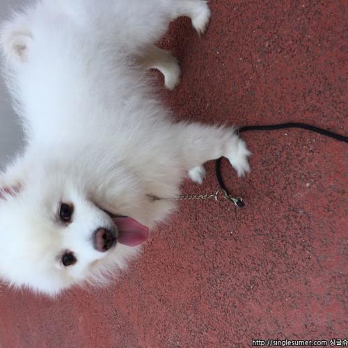 스피츠 남아 분양해요