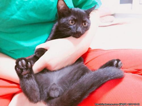 전남(목포) 아기고양이 믹스 분양보내요