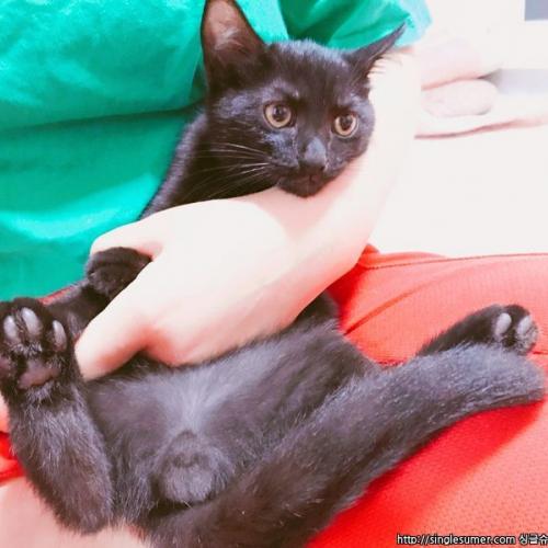 전남(목포) 아기고양이 믹스 분양보내요