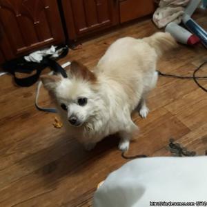 강아지를 찾습니다