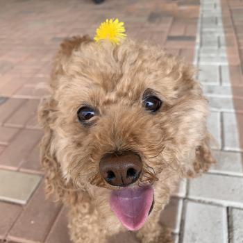 찾아요