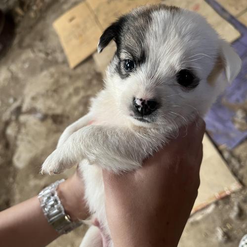 시골강아지 무료분양