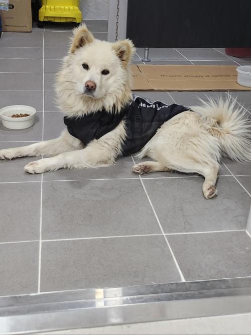 흰색 강쥐 임시보호중입니다.(주인찾음)