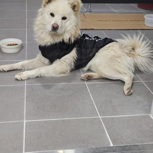 흰색 강쥐 임시보호중입니다.(주인찾음)