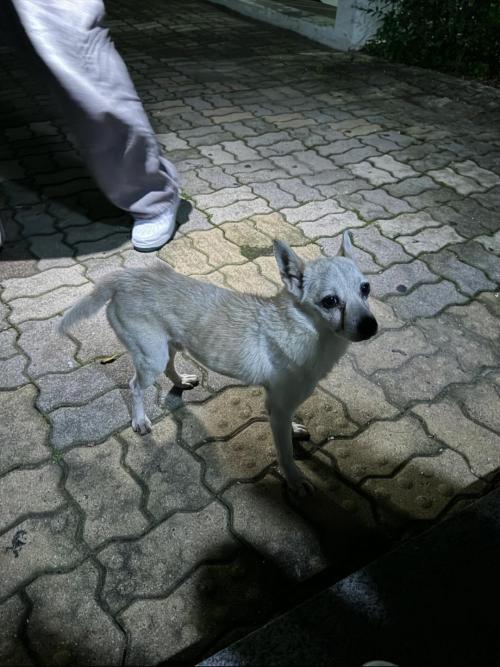 유기견 보호 부탁드립니다.