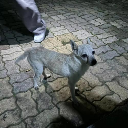 유기견 보호 부탁드립니다.