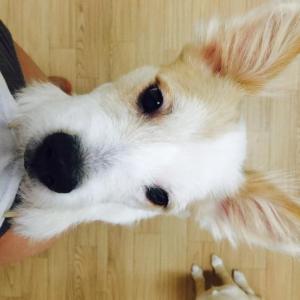 제천에서 잃어버린 믹스견 찾습니다.