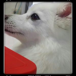 강서구 공항동 하얀색 여아 스피치 찾아요