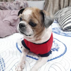 포항에서 암컷시츄잃어버렸어요~