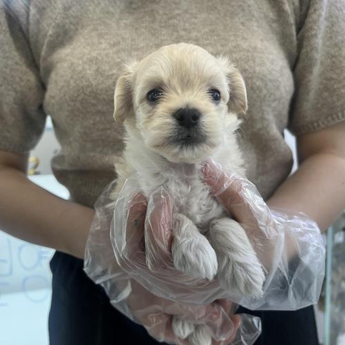 말티푸 아가 분양해요.끝까지 책임있게 키워주실 분만 연락주세요