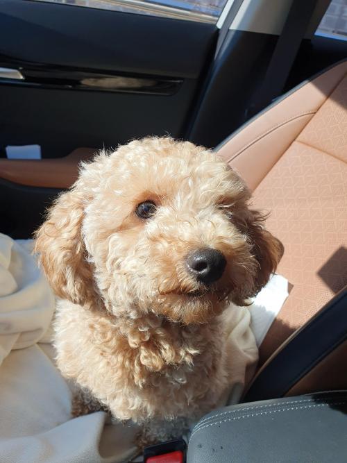 갈색 푸들? 말티푸? 보호중입니다