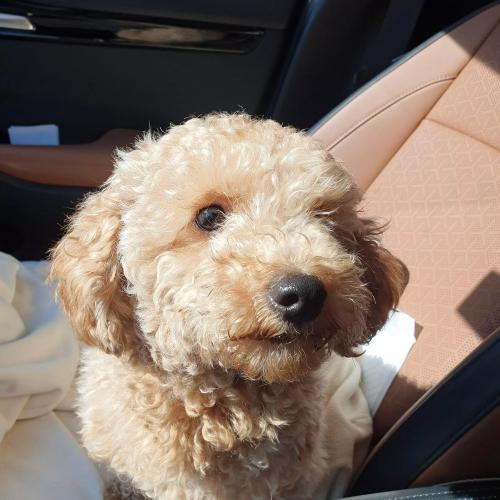 갈색 푸들? 말티푸? 보호중입니다