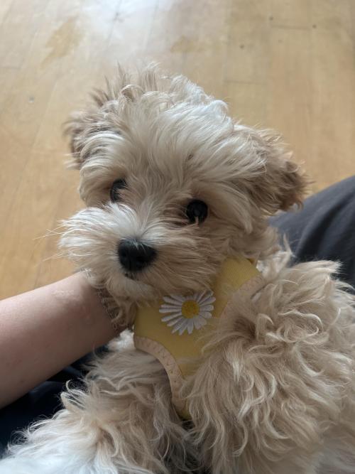 말티푸 5개월 분양합니다.