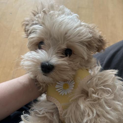 말티푸 5개월 분양합니다.