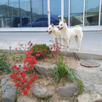 경북 구미 오태에서 잃어버린 진돗개를 찾습니다.