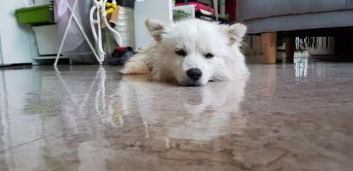 충남 금산군 믹스견 발견하여 보호중입니다.