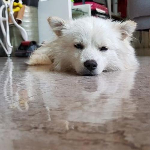 충남 금산군 믹스견 발견하여 보호중입니다.