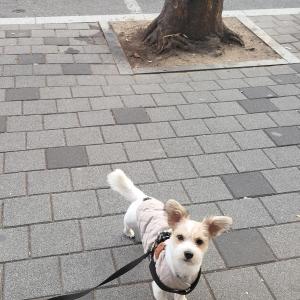 강아지를 찾습니다