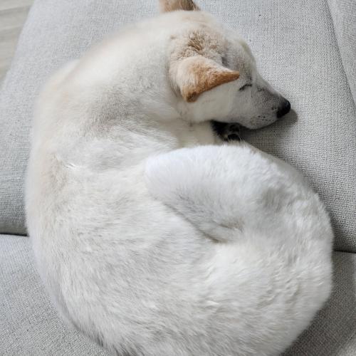 진도믹스 여아 분양합니다.