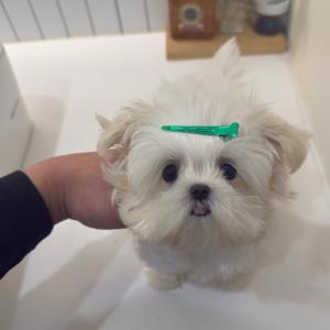 빵빵한 모량에 짧디짧은 머즐 액단까지 완벽한 테디상 말티푸 소개해요