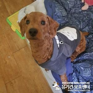 모카를찾습니다 갈색푸들