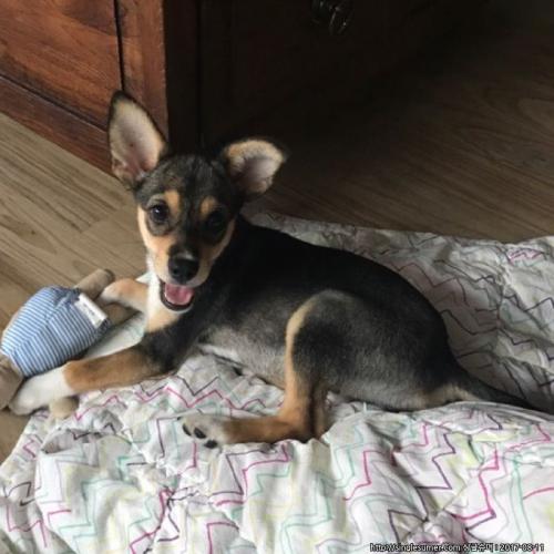 오금동에서 발견된 아기 믹스견 보호 중입니다. 원 견주 분 찾습니다!!!