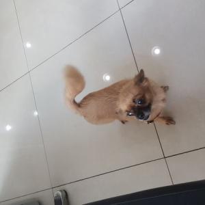 오늘 오전 10시-10시30분경 잃어버린 아가 찾습니다