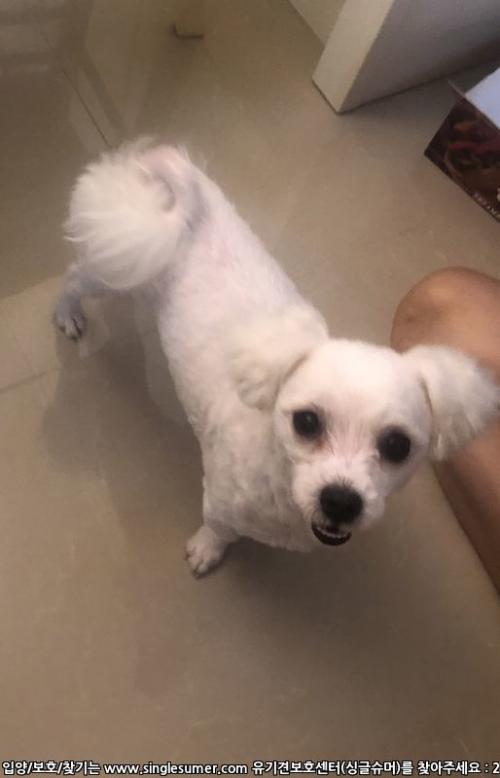 말티즈보호하고있어요