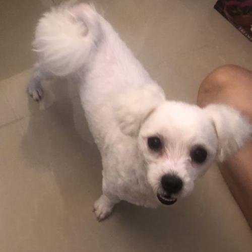 말티즈보호하고있어요