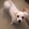 말티즈보호하고있어요