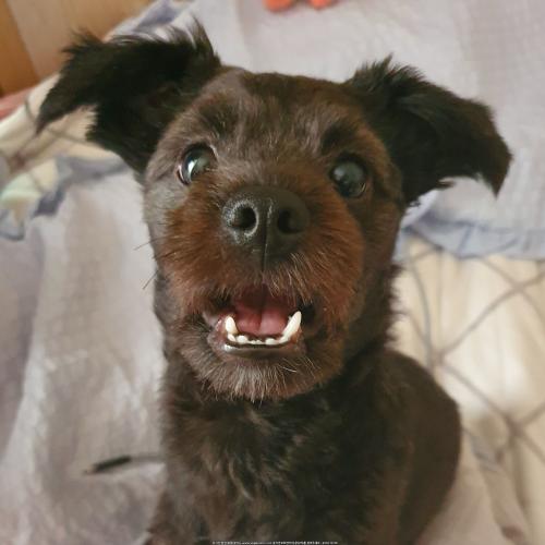 스피츠+슈나우져 여아 분양보내여