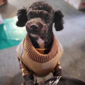 푸들 찾습니다.