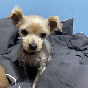 강아지를 찾습니다