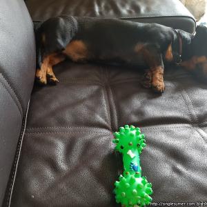 닥스훈트 검은색 수컷 찾습니다.