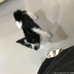 치와와+포메 믹스견 분양합니다