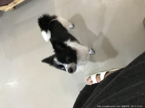 치와와+포메 믹스견 분양합니다