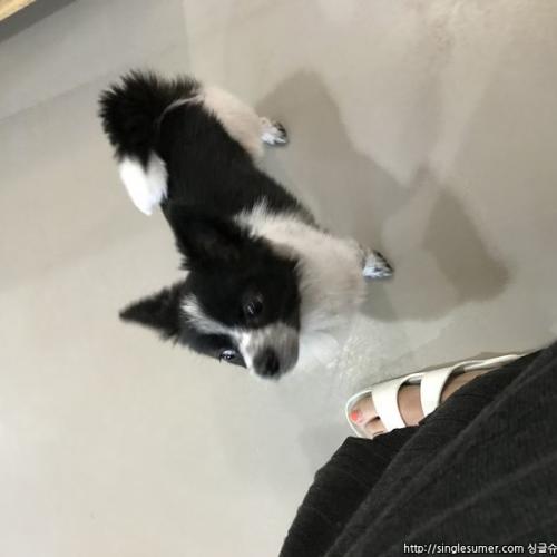 치와와+포메 믹스견 분양합니다