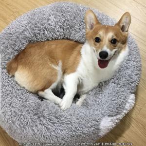 웰시코기 도치를 찾습니다.