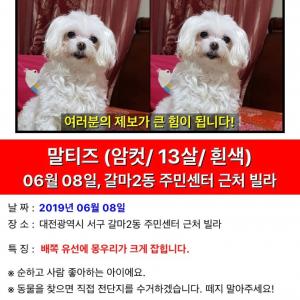대전 갈마동 말티즈 보신분 계실까요 ㅠㅠ