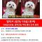 대전 갈마동 말티즈 보신분 계실까요 ㅠㅠ