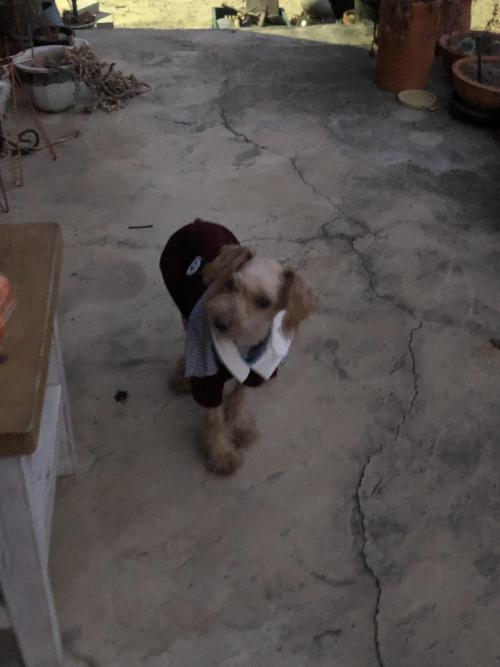 갈색푸들 주인 찾습니다