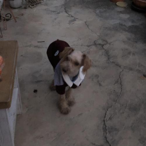 갈색푸들 주인 찾습니다