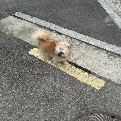 은평구 강아지 잃어버리신 분 있나요