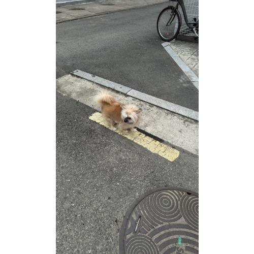 은평구 강아지 잃어버리신 분 있나요