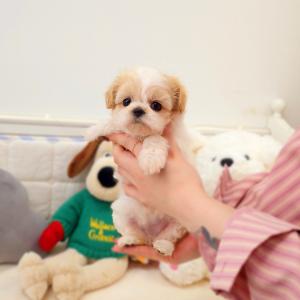 [40만원] 크림파티말티푸 분양합니다