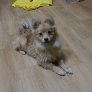 강아지(탱이)를 찾습니다.